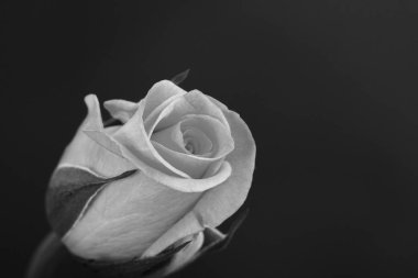 Düz bir arka plan üzerinde hassas güzel gül