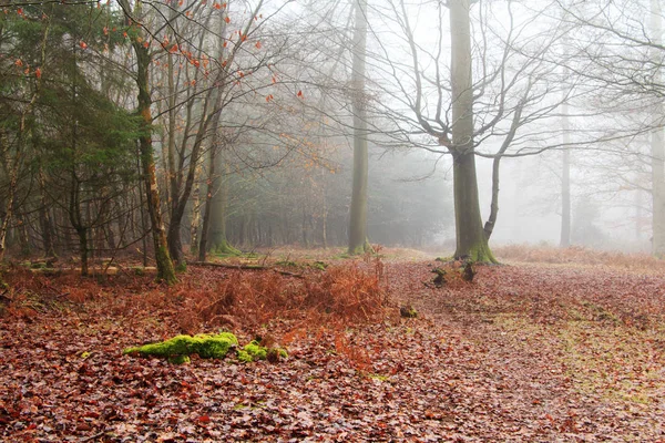 Floresta inglesa em uma manhã enevoada nebulosa — Fotografia de Stock