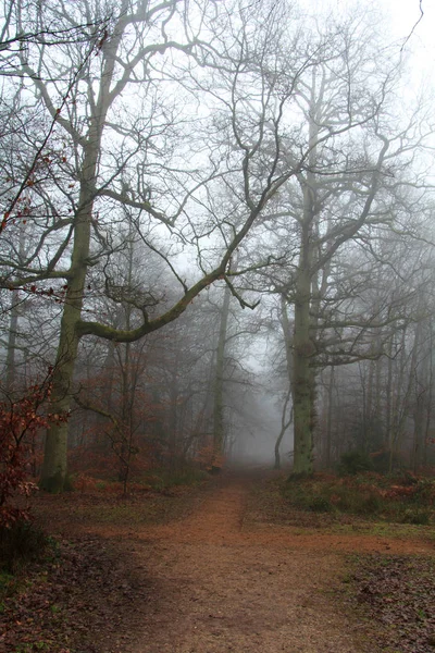 Английский лес в туманное туманное утро — стоковое фото