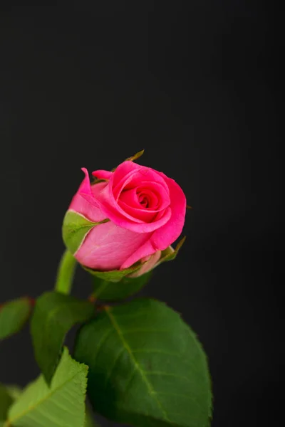 Λεπτή όμορφη τριαντάφυλλο σε ένα απλό φόντο — Φωτογραφία Αρχείου