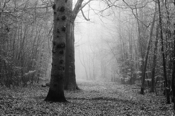 English woodland on a foggy misty January morning