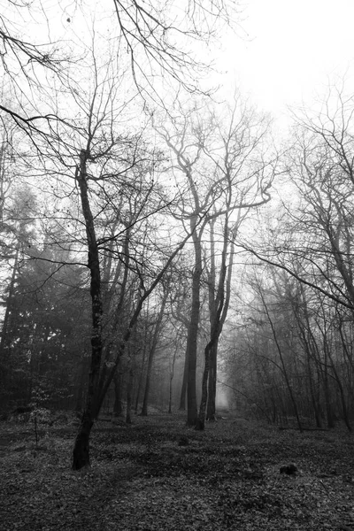 안개 낀 아침에 영어 숲 — 스톡 사진