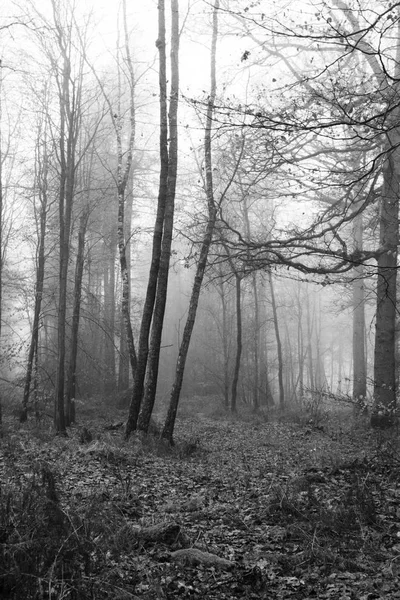 Bosque inglés en una nebulosa mañana brumosa — Foto de Stock