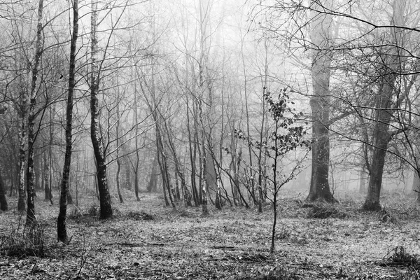 Forêt anglaise par une matinée brumeuse brumeuse — Photo