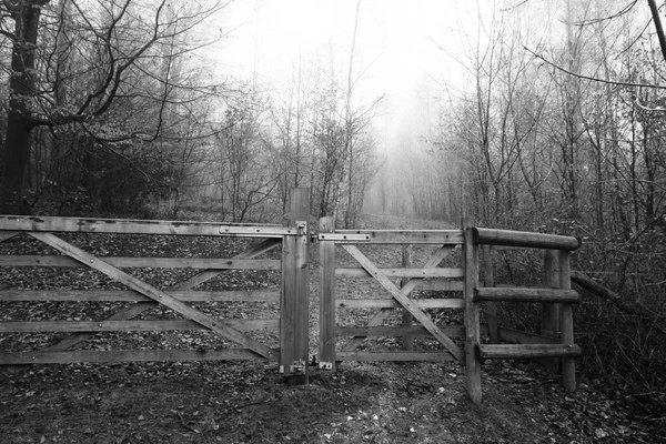Brama w lesie w mglisty poranek mglisty — Zdjęcie stockowe
