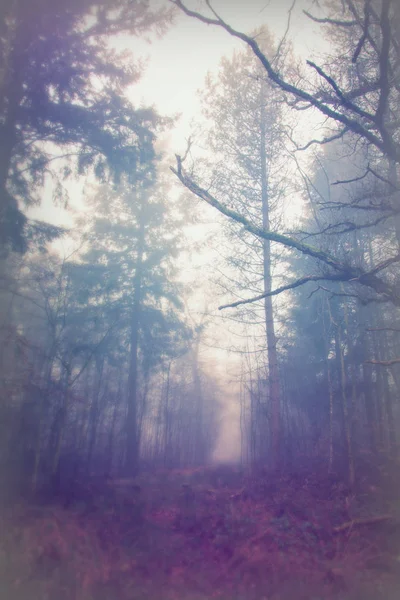 Forêt anglaise par une matinée brumeuse brumeuse — Photo