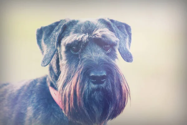 Close-up van de schnauzer hond op het platteland — Stockfoto