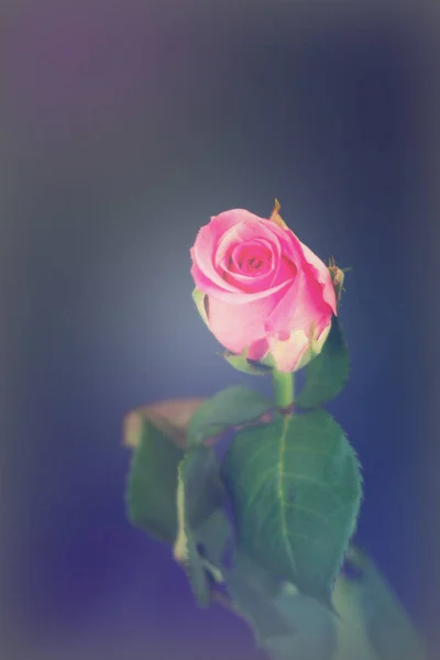 Delicate beautiful rose on a plain background — Stock Photo, Image