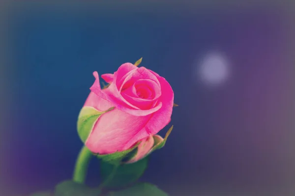 Нежная красивая роза на ровном фоне — стоковое фото