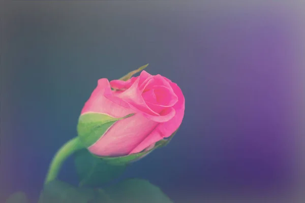 Delicate beautiful rose on a plain background — Stock Photo, Image