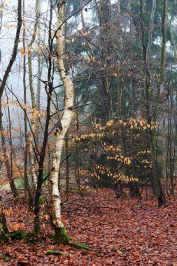 Sisli puslu sabah üzerinde İngilizce woodland