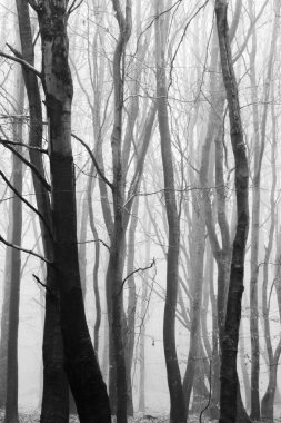 Sisli puslu sabah üzerinde İngilizce woodland