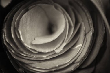 Kayrak parçası üzerinde gül kesip