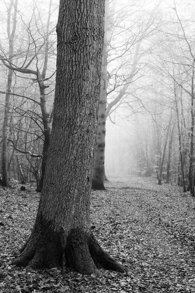 Forêt anglaise par une matinée brumeuse brumeuse — Photo