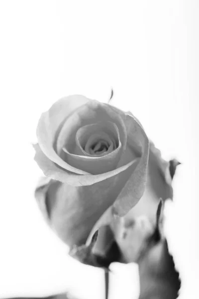 Delicate rose on a plain white background — Stock Photo, Image