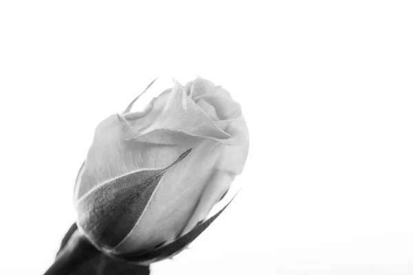 Rosa delicada sobre un fondo blanco liso — Foto de Stock