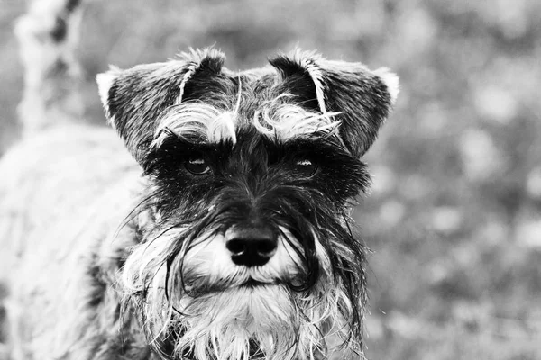 Close up schnauzer cão no campo — Fotografia de Stock
