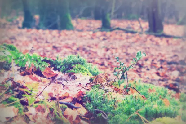 Floresta inglesa em uma manhã enevoada nebulosa — Fotografia de Stock