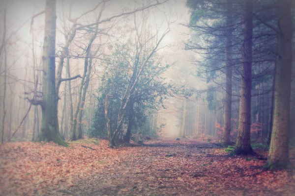 Floresta inglesa em uma manhã enevoada nebulosa — Fotografia de Stock