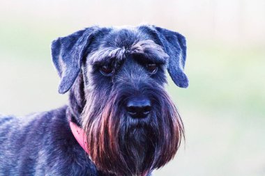 kırsal kesimde schnauzer köpek kadar kapatın