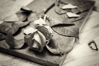 Kayrak parçası üzerinde gül kesip