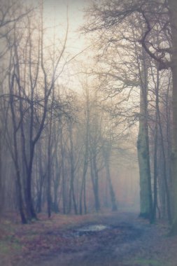 Sisli puslu sabah üzerinde İngilizce woodland