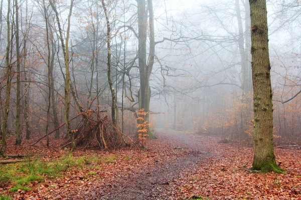 Floresta inglesa em uma manhã enevoada nebulosa — Fotografia de Stock