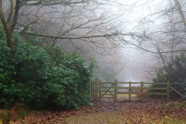 Bosque inglés en una nebulosa mañana brumosa — Foto de Stock