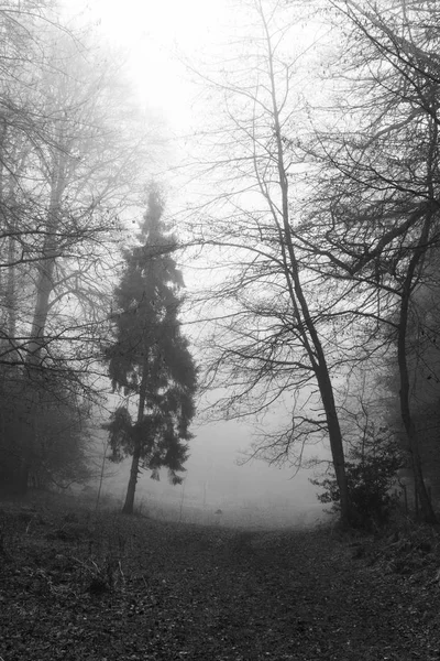 Forêt anglaise par une matinée brumeuse brumeuse — Photo