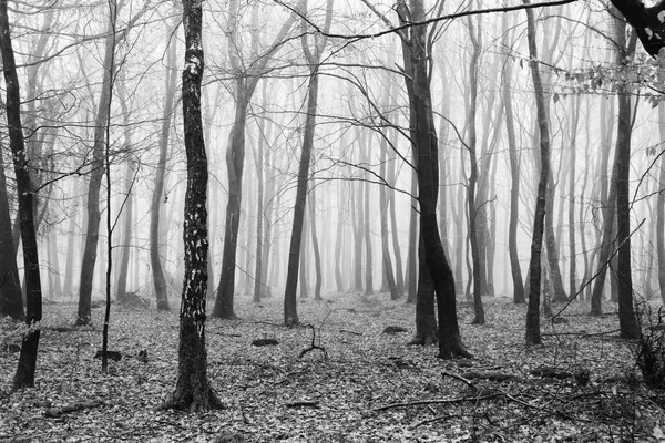 Floresta inglesa em uma manhã enevoada nebulosa — Fotografia de Stock