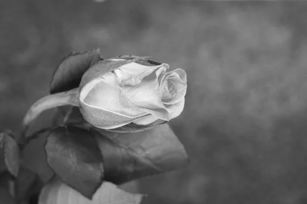 Delicada rosa hermosa sobre un fondo liso — Foto de Stock