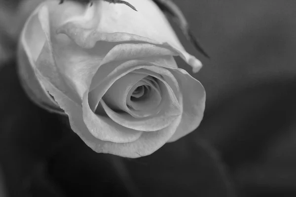 Delicata bella rosa su uno sfondo semplice — Foto Stock