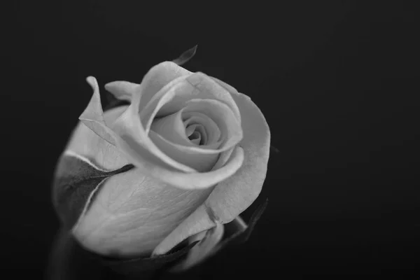 Ніжна красива троянда на звичайному тлі — стокове фото