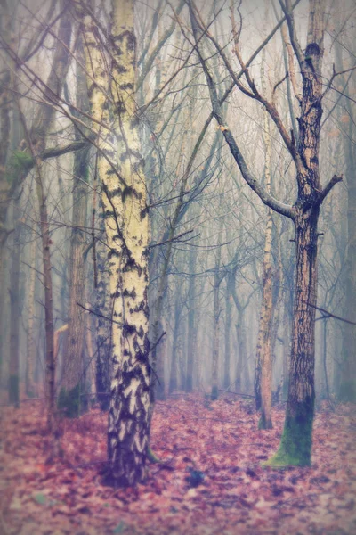 Floresta inglesa em uma manhã enevoada nebulosa — Fotografia de Stock