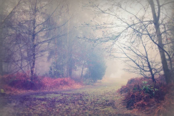 Bosco inglese su una nebbiosa mattina nebbiosa — Foto Stock