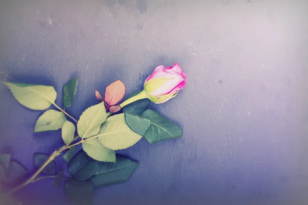 Delicate rose on a rustic metal background — Stock Photo, Image