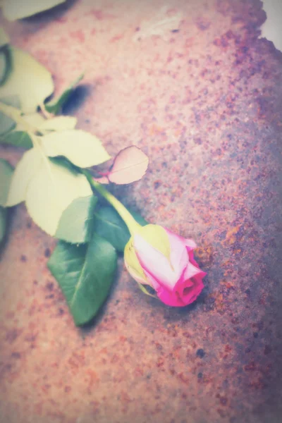 Ніжна троянда на фоні сільського металу — стокове фото