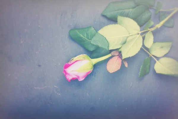 ดอกกุหลาบที่ละเอียดอ่อนบนพื้นหลังโลหะชนบท — ภาพถ่ายสต็อก