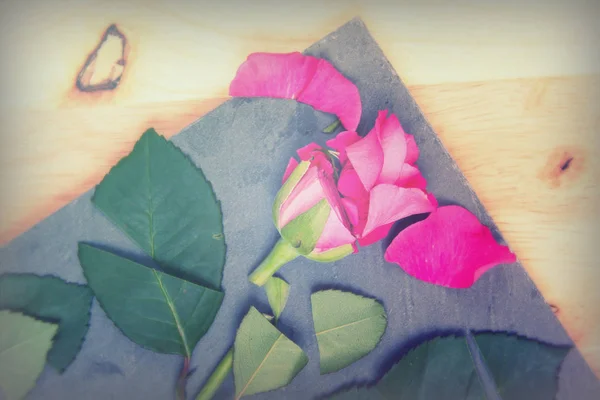 Rose cut up on piece of slate — Stock Photo, Image