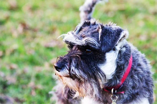 Close up schnauzer dog in the countryside — Stock Photo, Image