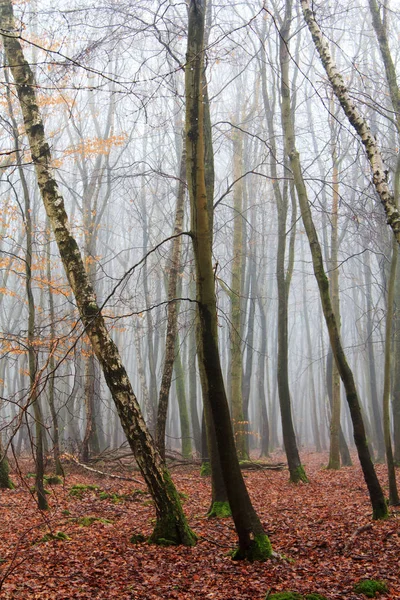 Bosque inglés en una nebulosa mañana brumosa — Foto de Stock