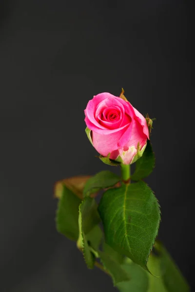 Délicate belle rose sur fond uni — Photo