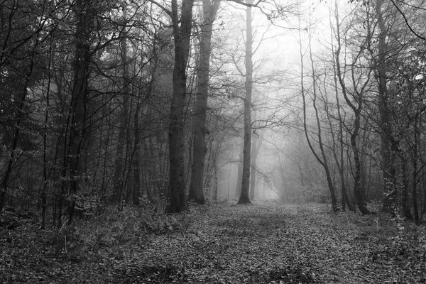 Bosque inglés en una nebulosa mañana brumosa — Foto de Stock