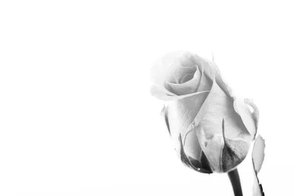 Rosa delicata su fondo bianco chiaro — Foto Stock