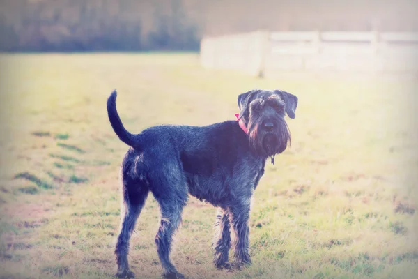 Close up schnauzer dog in the countryside — Stock Photo, Image