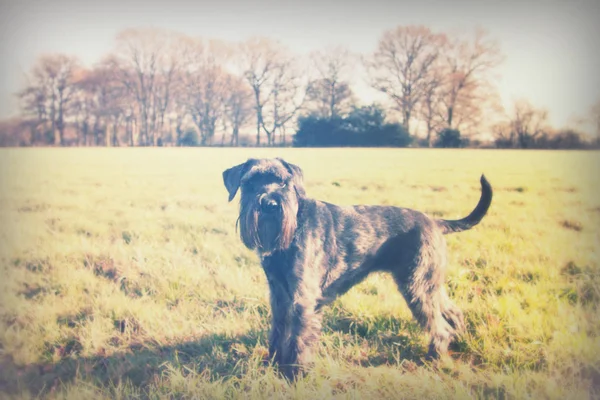 Close up schnauzer dog in the countryside — Stock Photo, Image