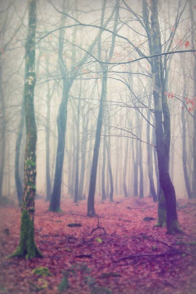 Floresta inglesa em uma manhã enevoada nebulosa — Fotografia de Stock