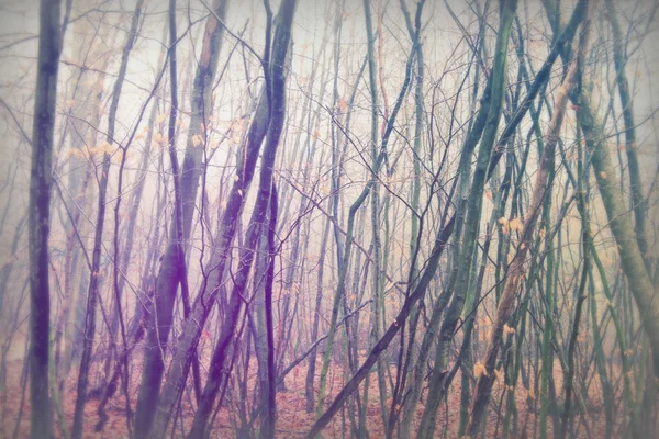 Bosque inglés en una nebulosa mañana brumosa — Foto de Stock