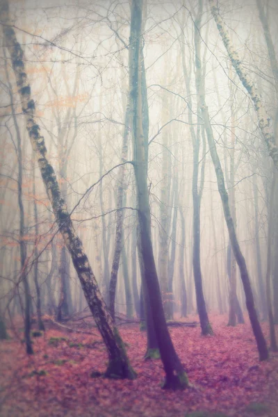 Bosque inglés en una nebulosa mañana brumosa — Foto de Stock