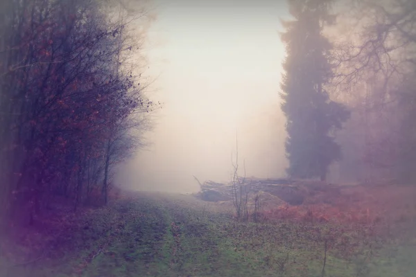 Forêt anglaise par une matinée brumeuse brumeuse — Photo